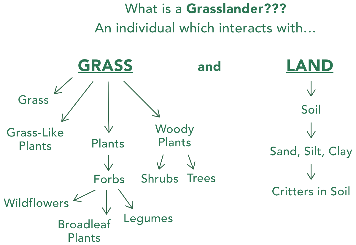 What is a Grasslander?
